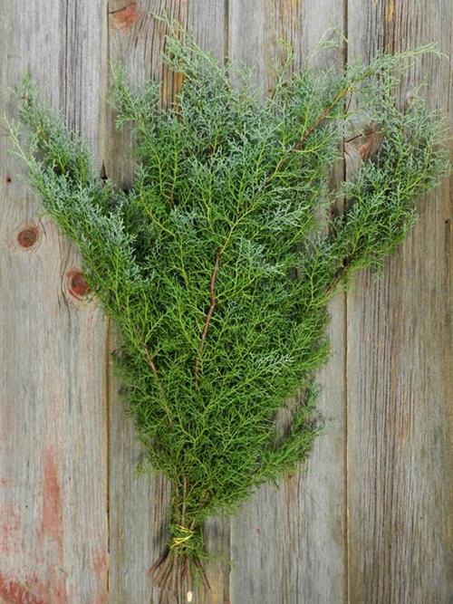 CAROLINA SAPHIRE CEDAR  CHRISTMAS GREENS